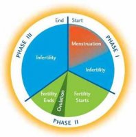Three phases of the female cycle