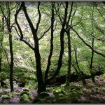 What is the Irish word for family?