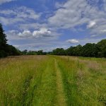 What is the meaning of family tree?